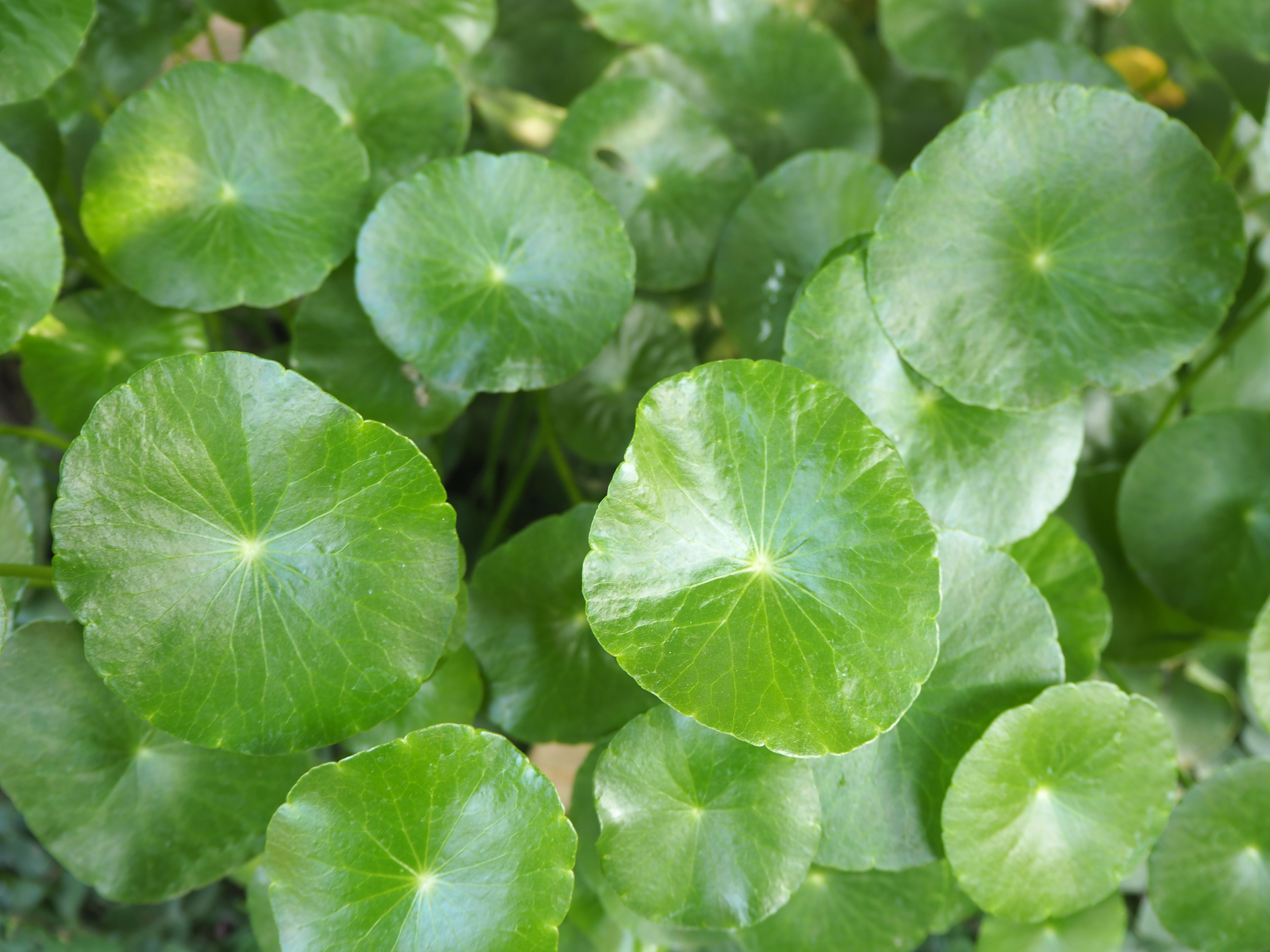 Centella Asiatica (Cica): The Calming Ingredient Behind Sensitive-Skin Favorites